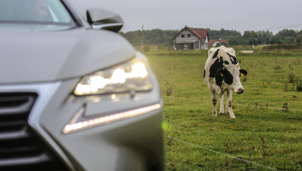 eesti autokeel lexus lehm