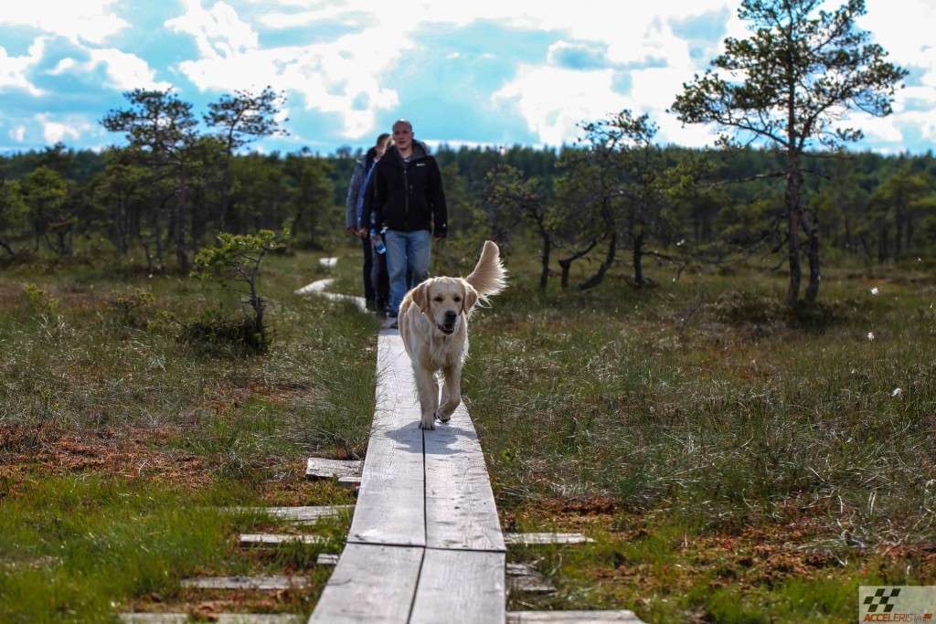 loode-eesti koer matkamine rmk loodusega koos