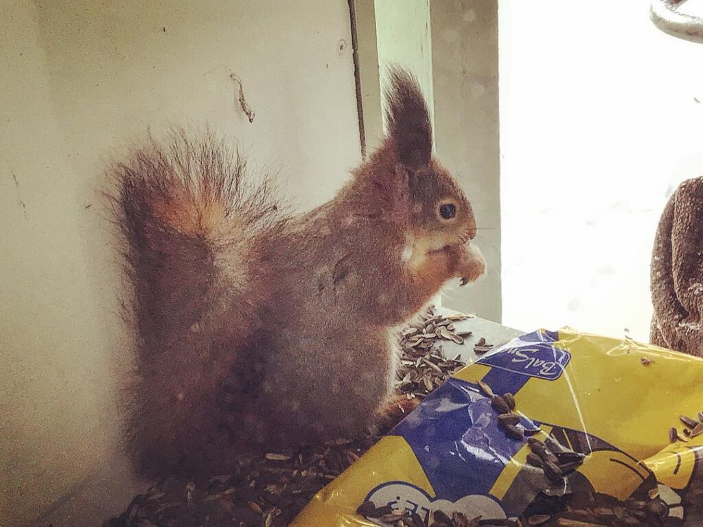 orava