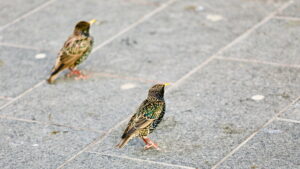 Pesast lendamise aeg