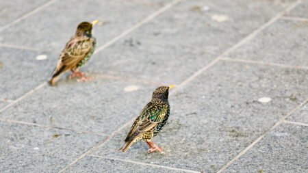 Pesast lendamise aeg