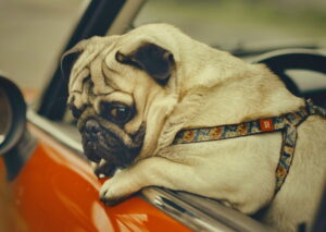 Ebamugav, aga vajalik teema Ülekaal on liiklusrisk